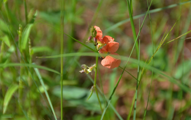 Macroptilium gibbosifolium, Variableleaf Bushbean, Southwest Desert Flora